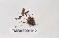 藏品(同葉苔屬)的圖片